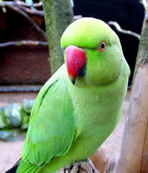 green parrot pictures